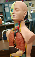 Photo of anatomy model