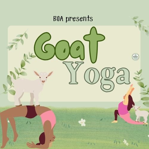 Week of Welcome: Goat Yoga