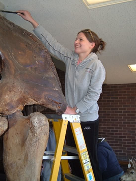 Photo: Biology student cleaning mastodon skeleton