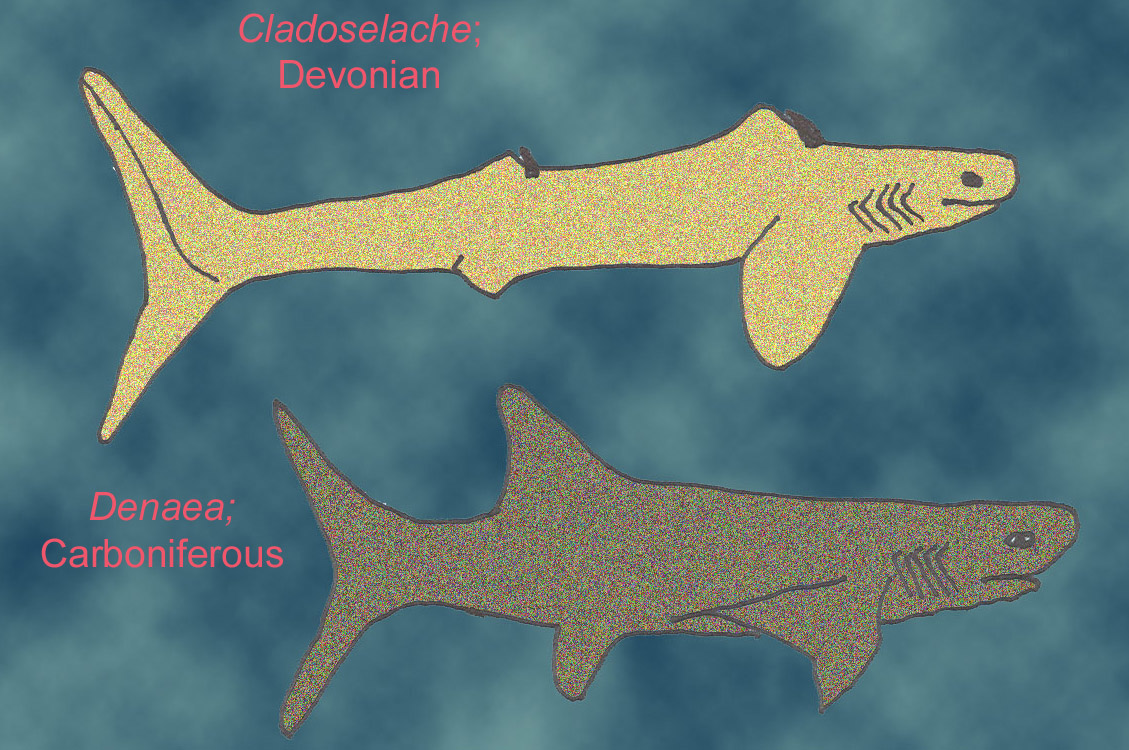 cladoselache shark fossil