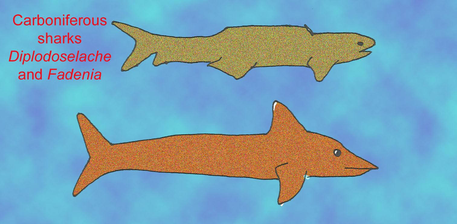 fossil shark