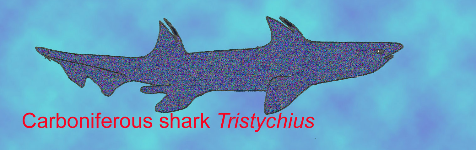 fossil shark