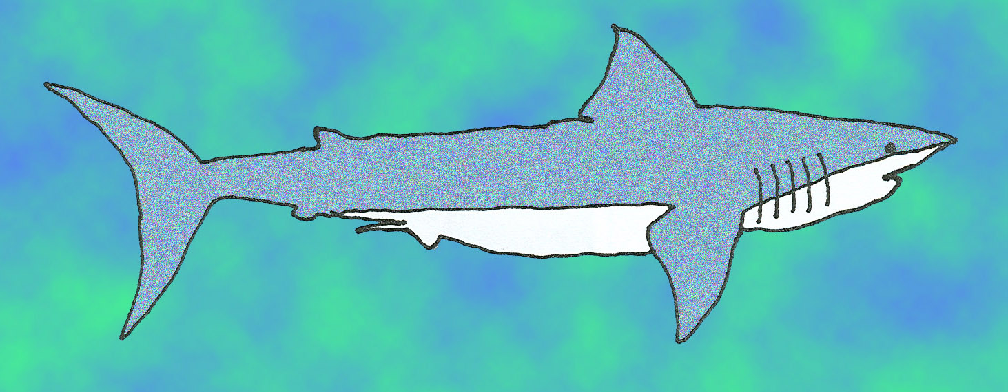 fossil shark