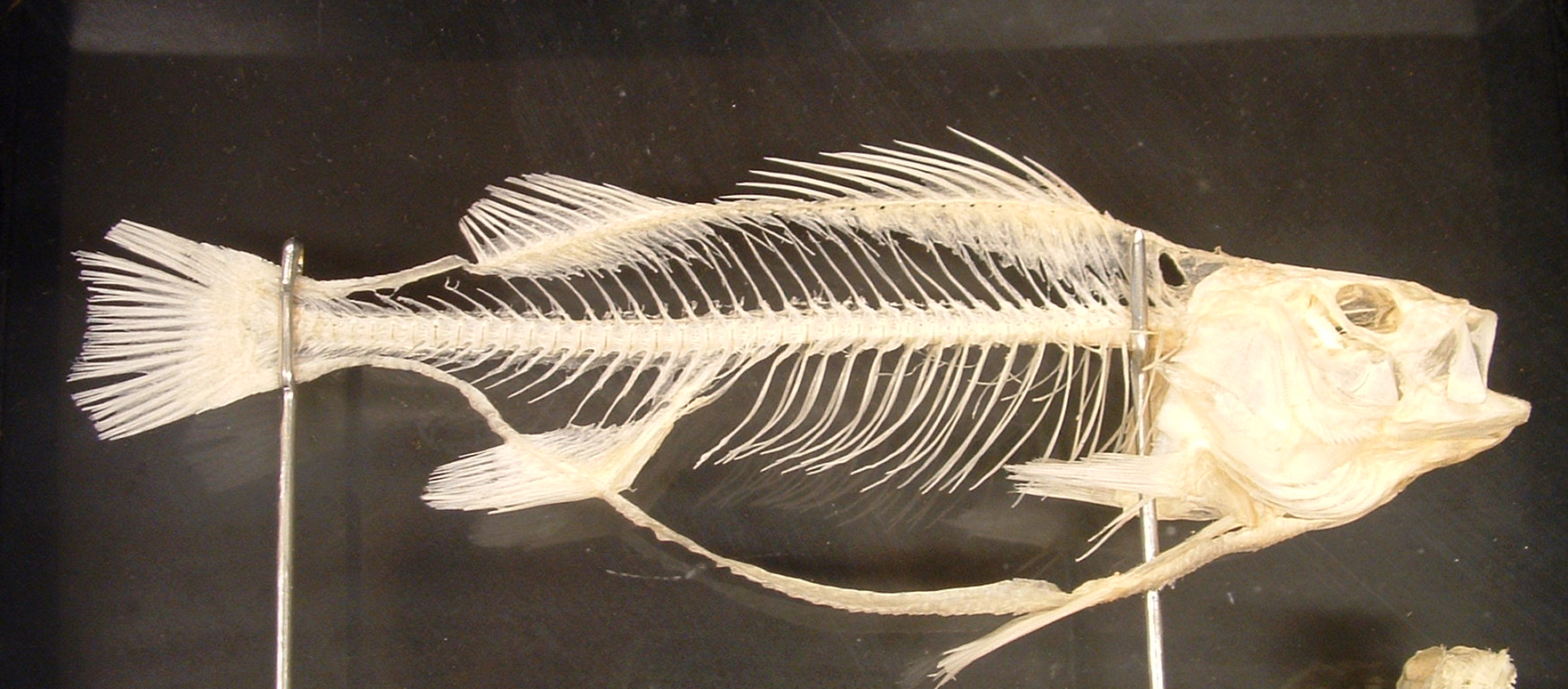 sunfish skeleton