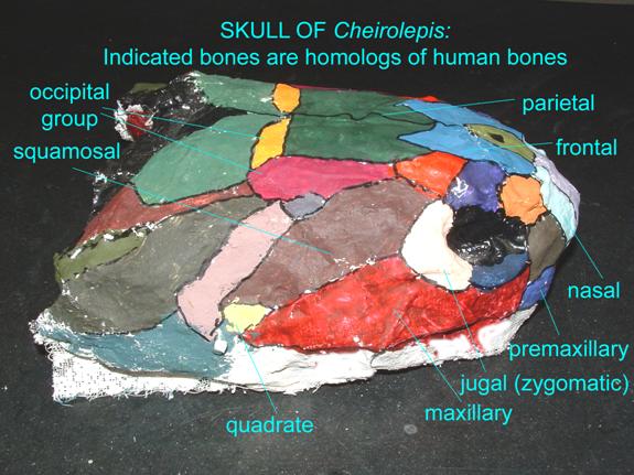 skull bones