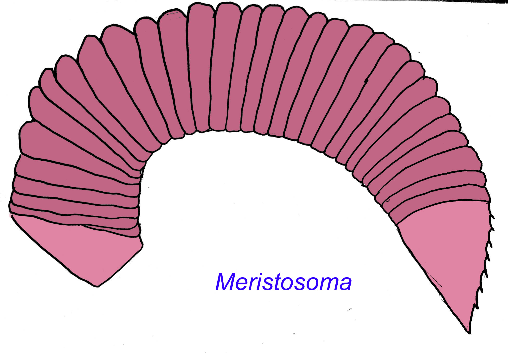 meristomata