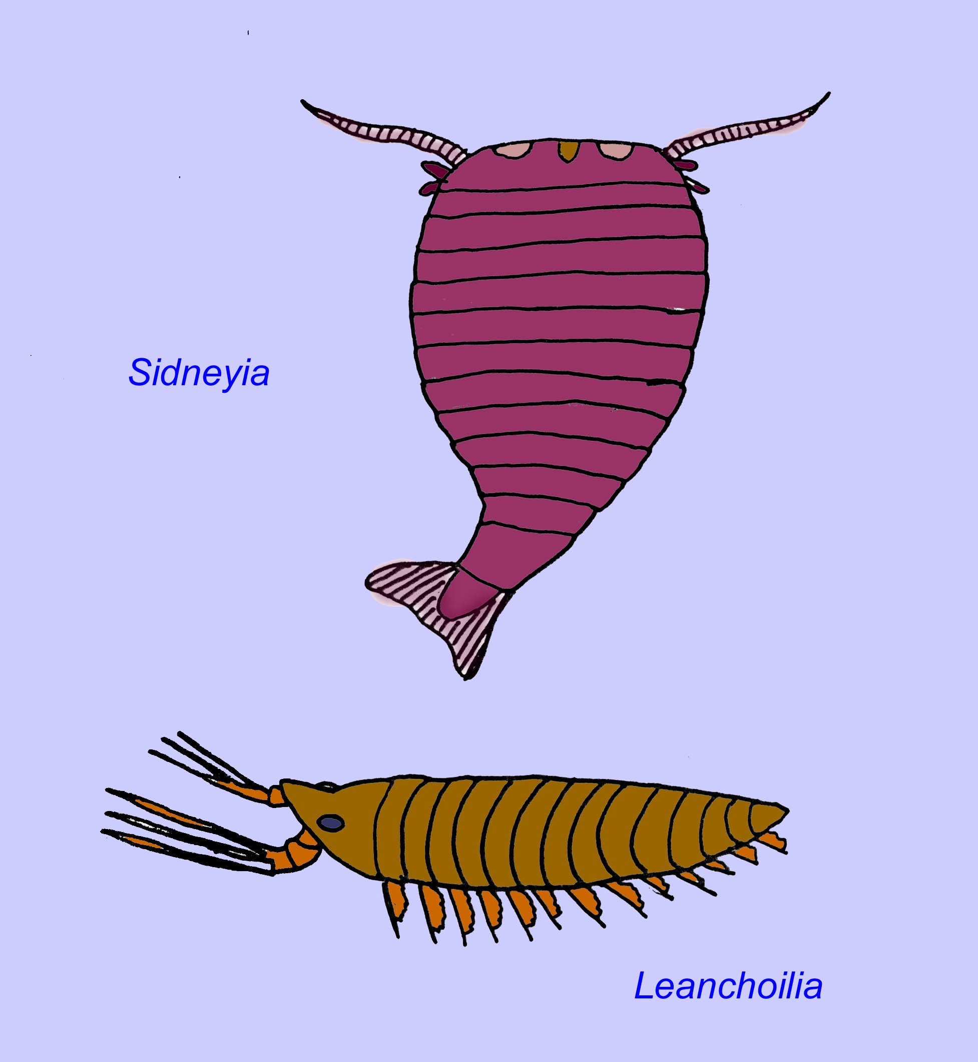 trilobitomorph
