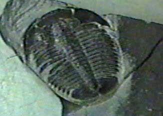 trilobite