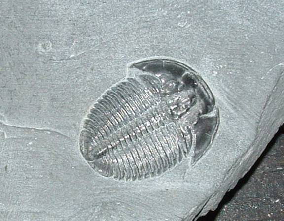 A few species of true crustaceans, such as Wujicaris muelleri, are known from the Lower Cambrian (Zhang, 2010). Primitive crustaceans with appendages from the Lower Cambrian support the conclusion that early steps in arthropod evolution occurred in the Precambrian (Siveter, 2001).Crustaceans are a diverse group of arthropods which include:  --decapods (crabs, lobsters, shrimp) which are known since Devonian and were extremely successful in Mesozoic  �maxillopods: barnacles (known since the Ordovician) and ostracods (very small but the most commonly fossilized arthropods and thus very important in stratigraphy; known since the Early Cambrian)  It is thought that freshwater crayfish evolved from marine lobsters at the beginning of the Mesozoic or just before. There are no known fossils of crayfish in southern continents until the Early Cretaceous (Martin, 2008). 