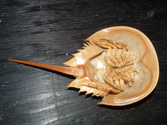 horseshoe crab