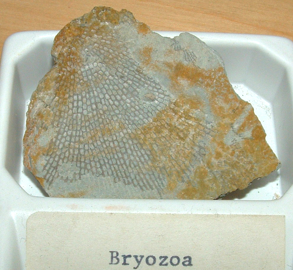bryozoan