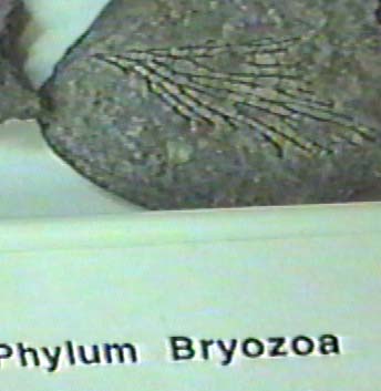 bryozoan