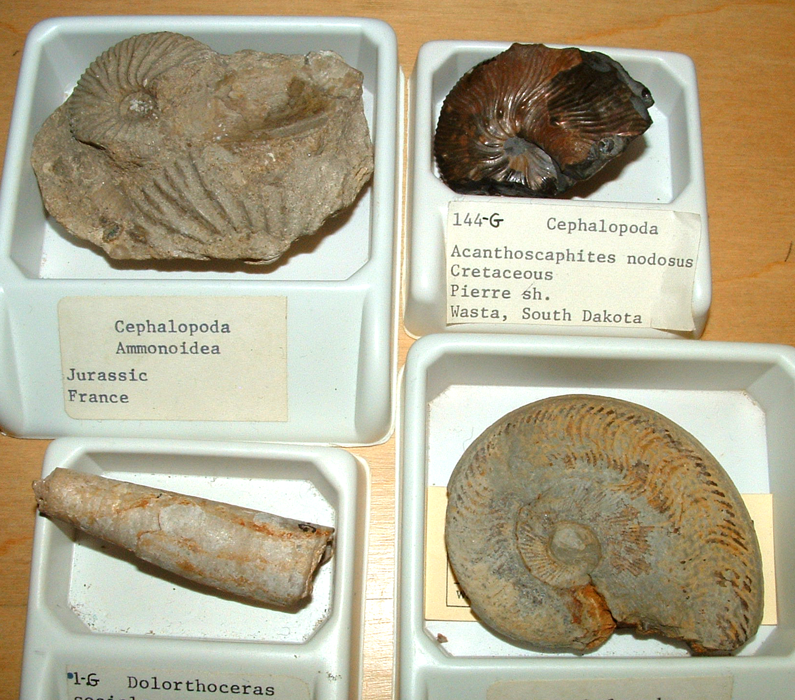 fossil cephalopods