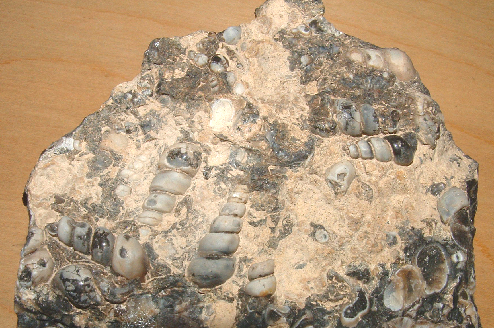 fossil snails