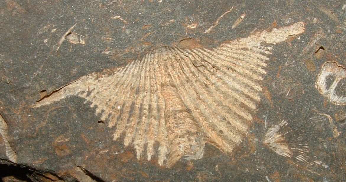 fossil brachiopod
