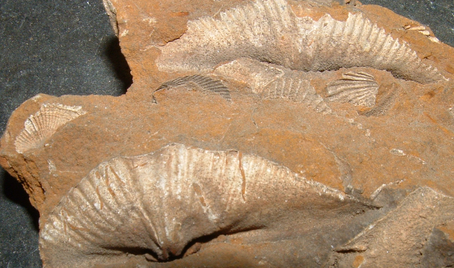 fossil brachiopod