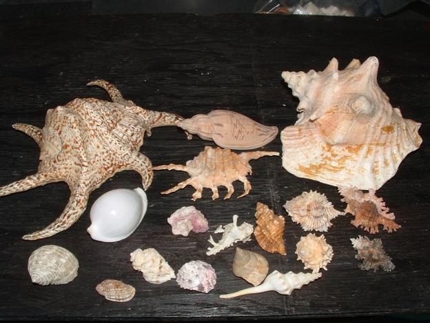 modern gastropods