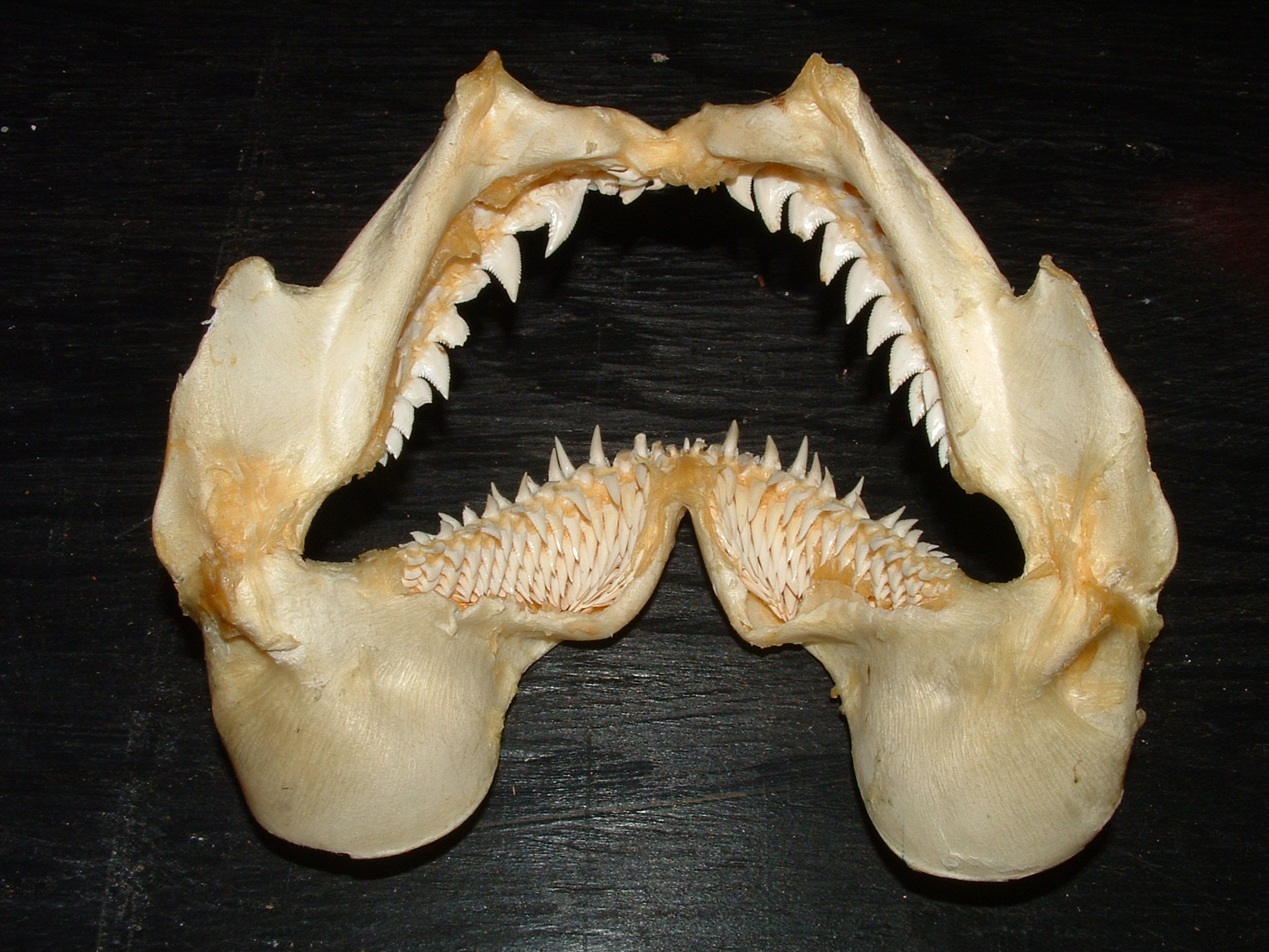 shark jaws