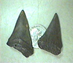 fossil shark teeth