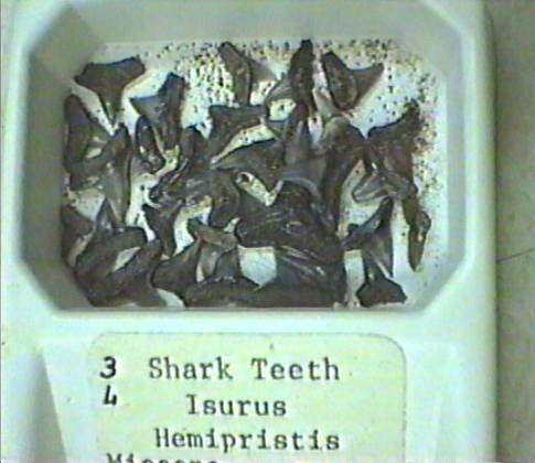 fossil shark teeth