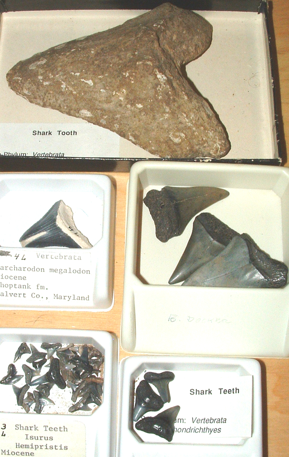 fossil shark teeth