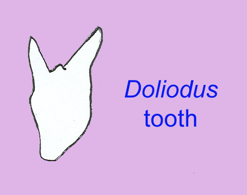 tooth