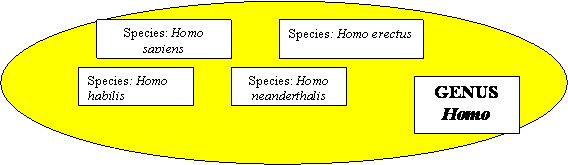 cladogram of genus hom