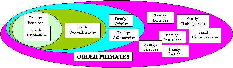 cladogram of order primates