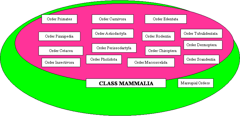 cladogram of class mammalia