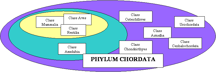 cladogram of phylum chordata