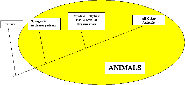 CLADOGRAM OF CNIDARIANS