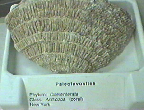 fossil coral