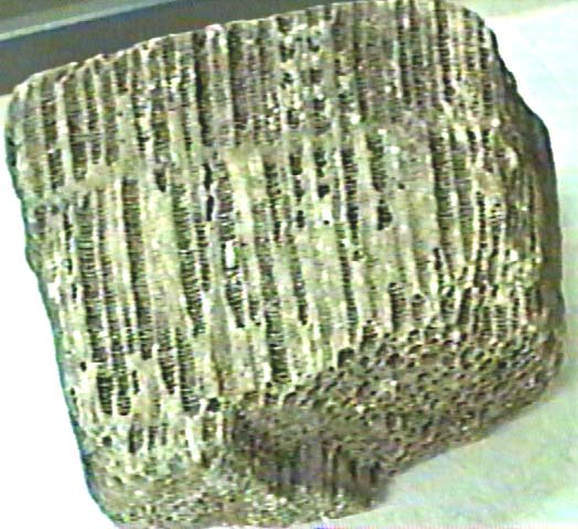 fossil coral