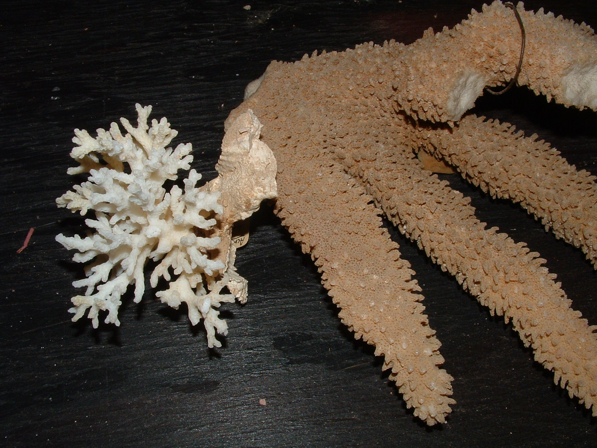 modern coral