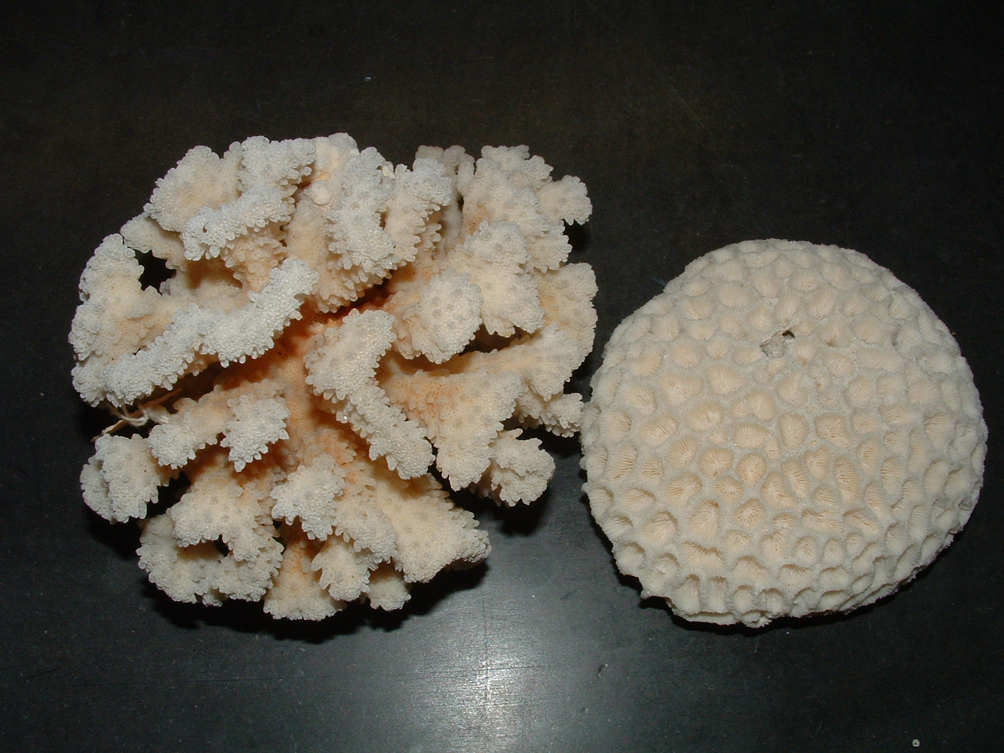 modern coral