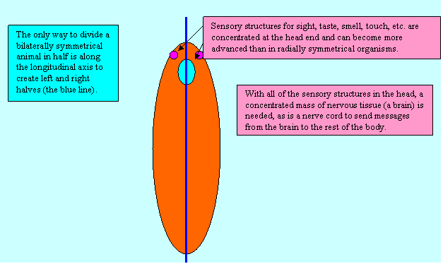 bilaterally symmetrical animal