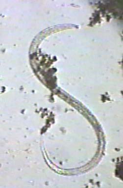 nematode