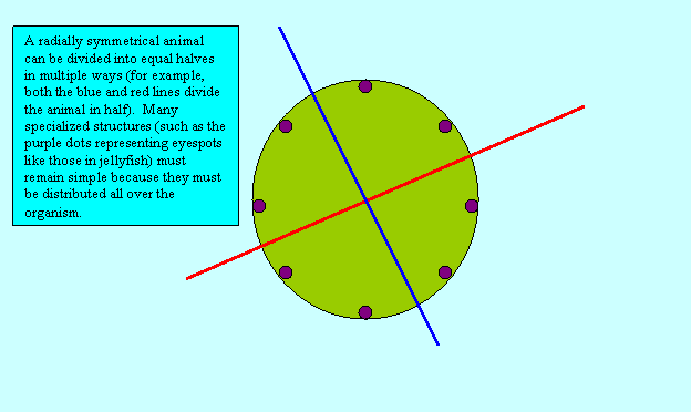 radially symmetrical animal