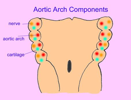 aortic arches