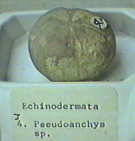 fossil echinoderm