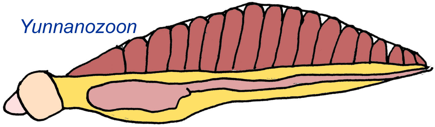 fossil hemichordate