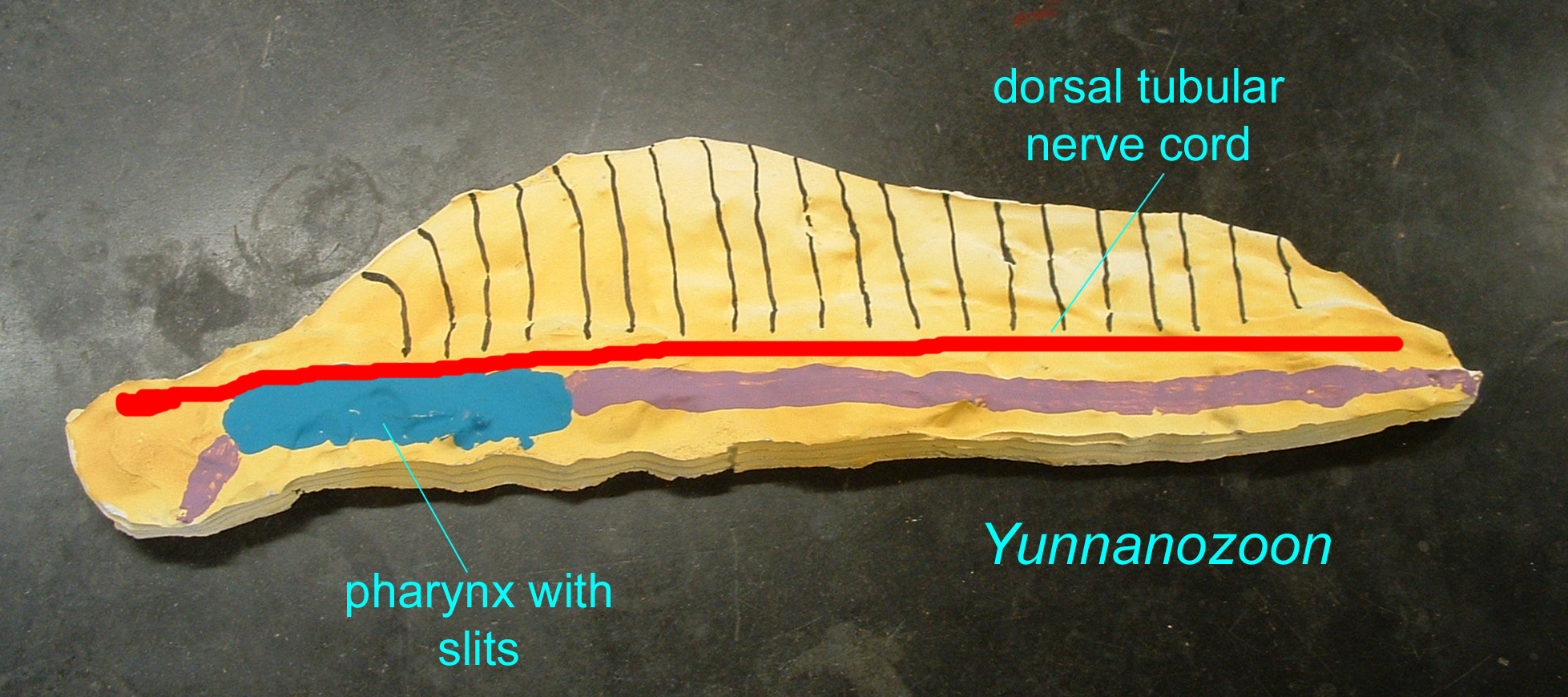 fossil hemichordate