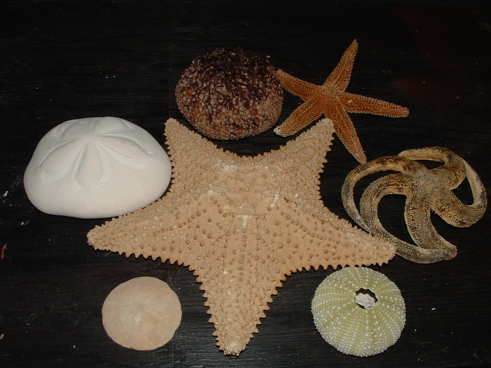 echinoderms