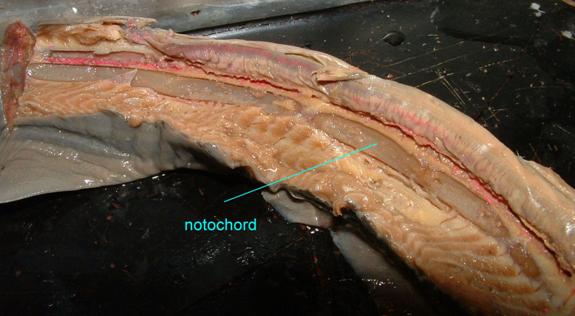 lamprey notochord