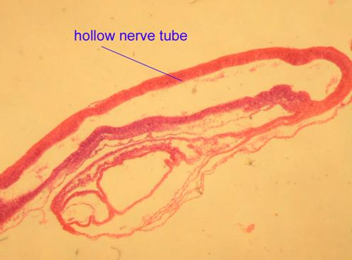 hollow nerve cord
