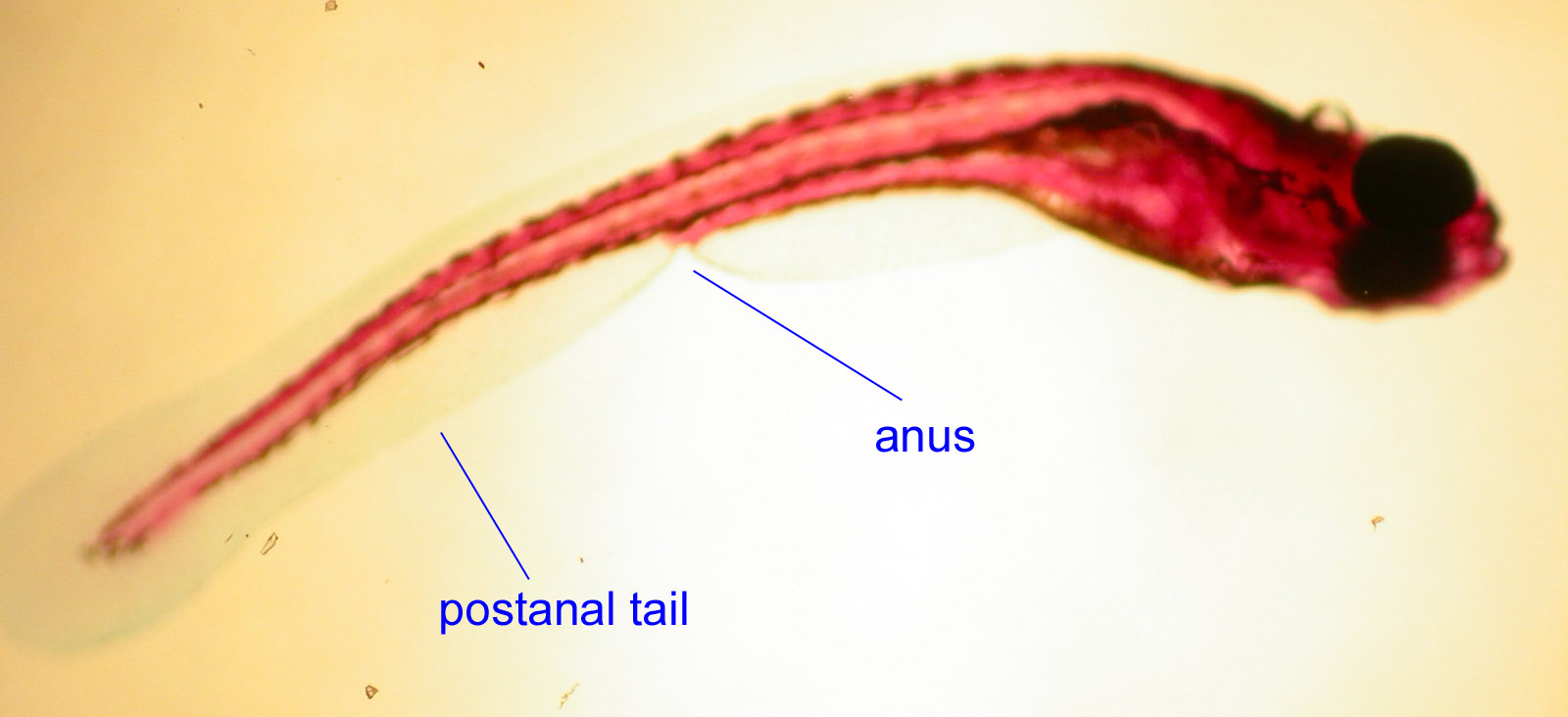 postanal tail