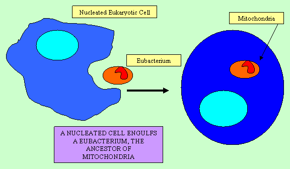 endosymbiosos of mitochondria