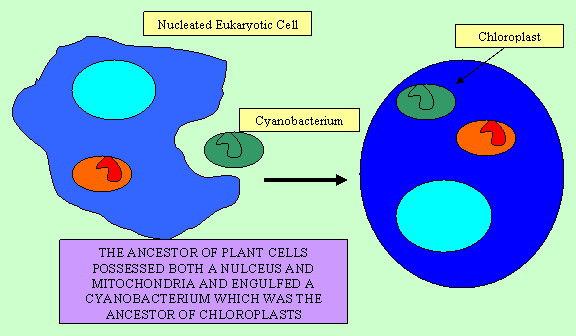 endosymbiosos of chloroplasts