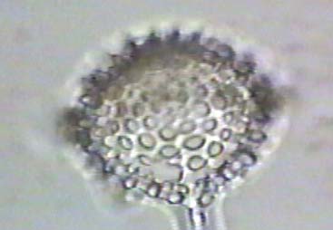 marine microfossil