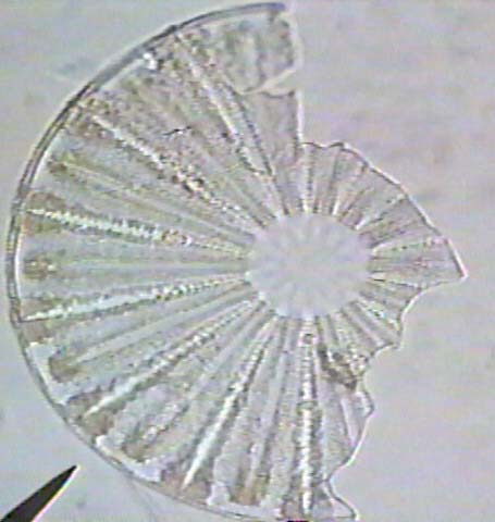marine microfossil